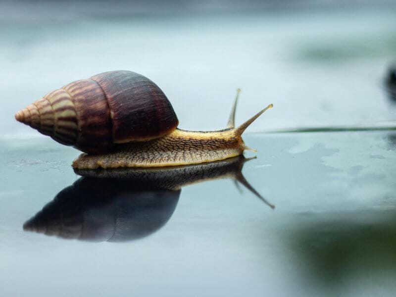 close up of a slow-moving snail