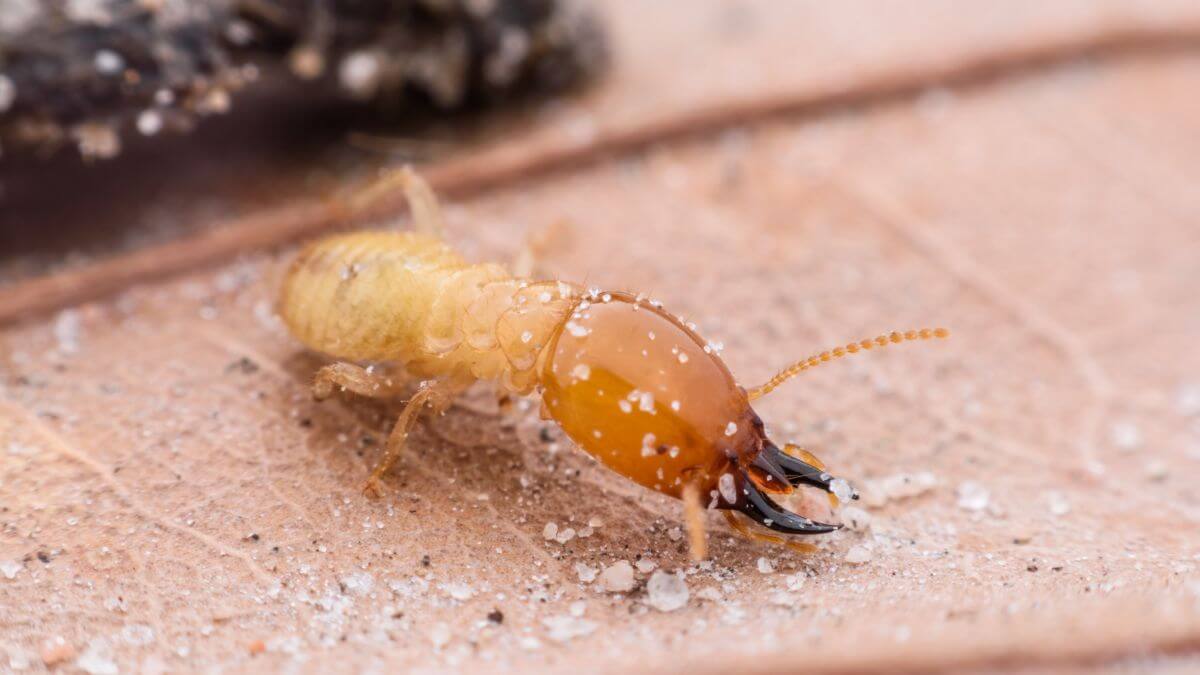 a termite walking on dried leaf